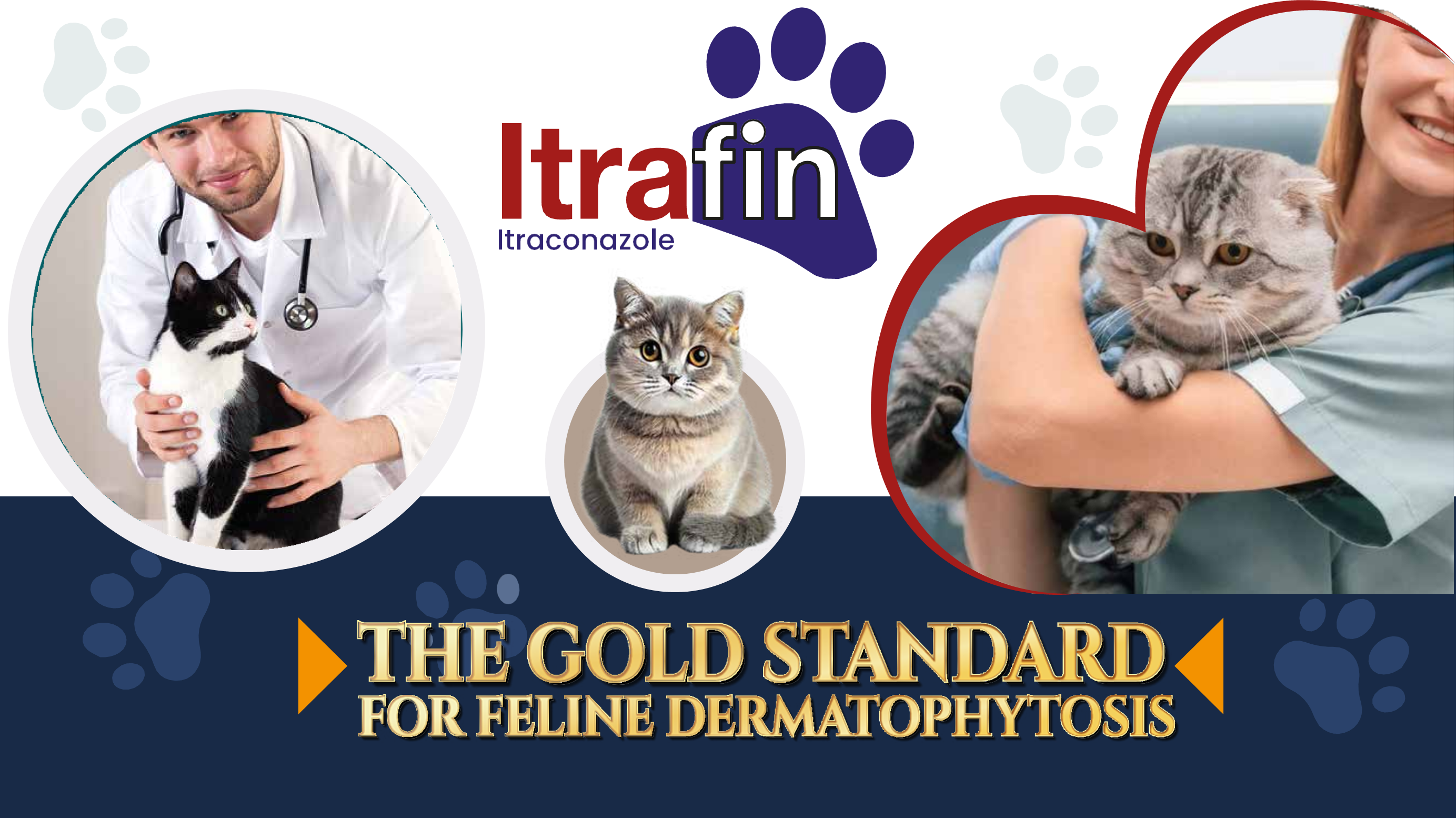 THE GOLD STANDARD FOR FELINE DERMATOPHYTOSIS