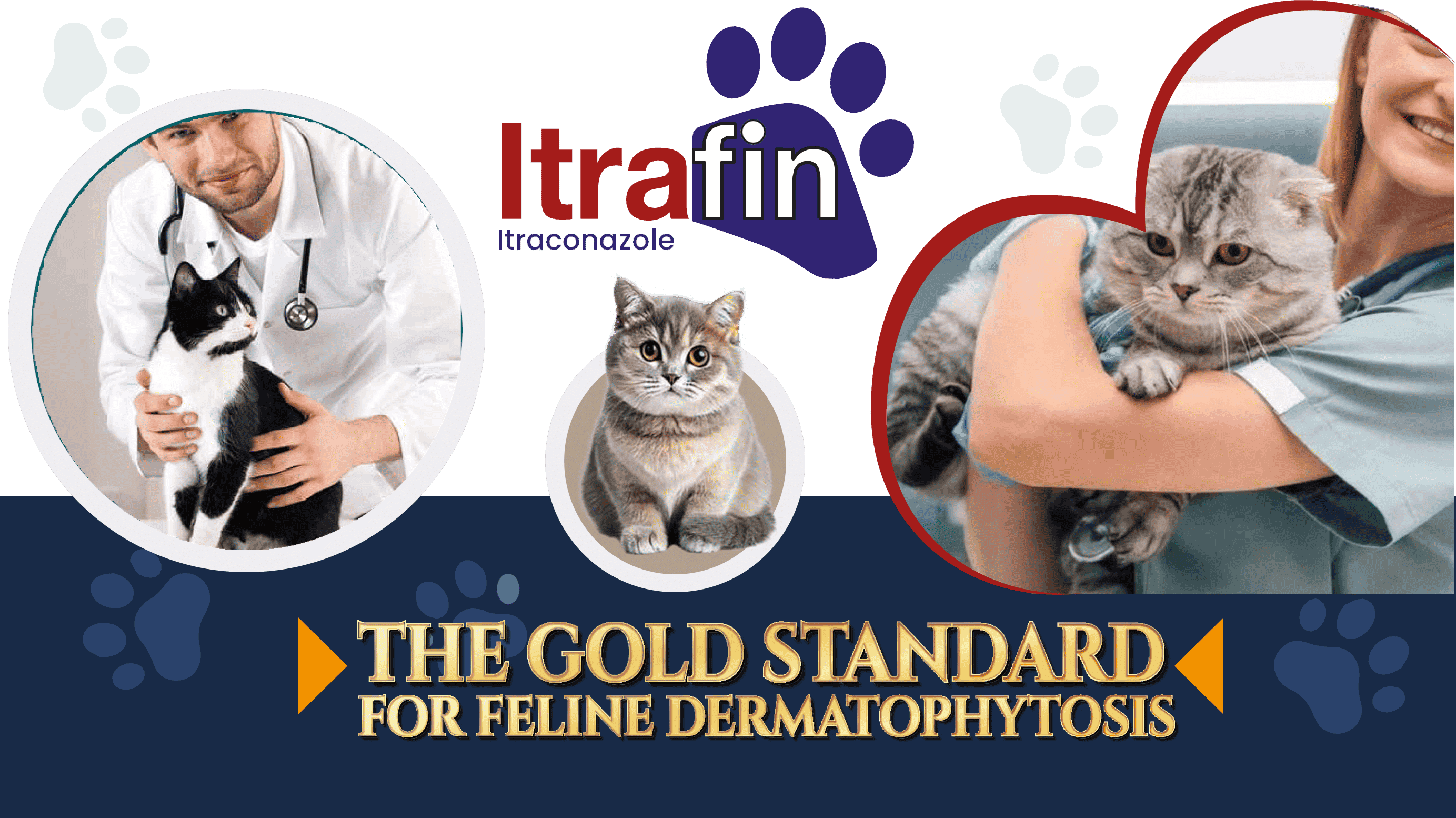 THE GOLD STANDARD FOR FELINE DERMATOPHYTOSIS