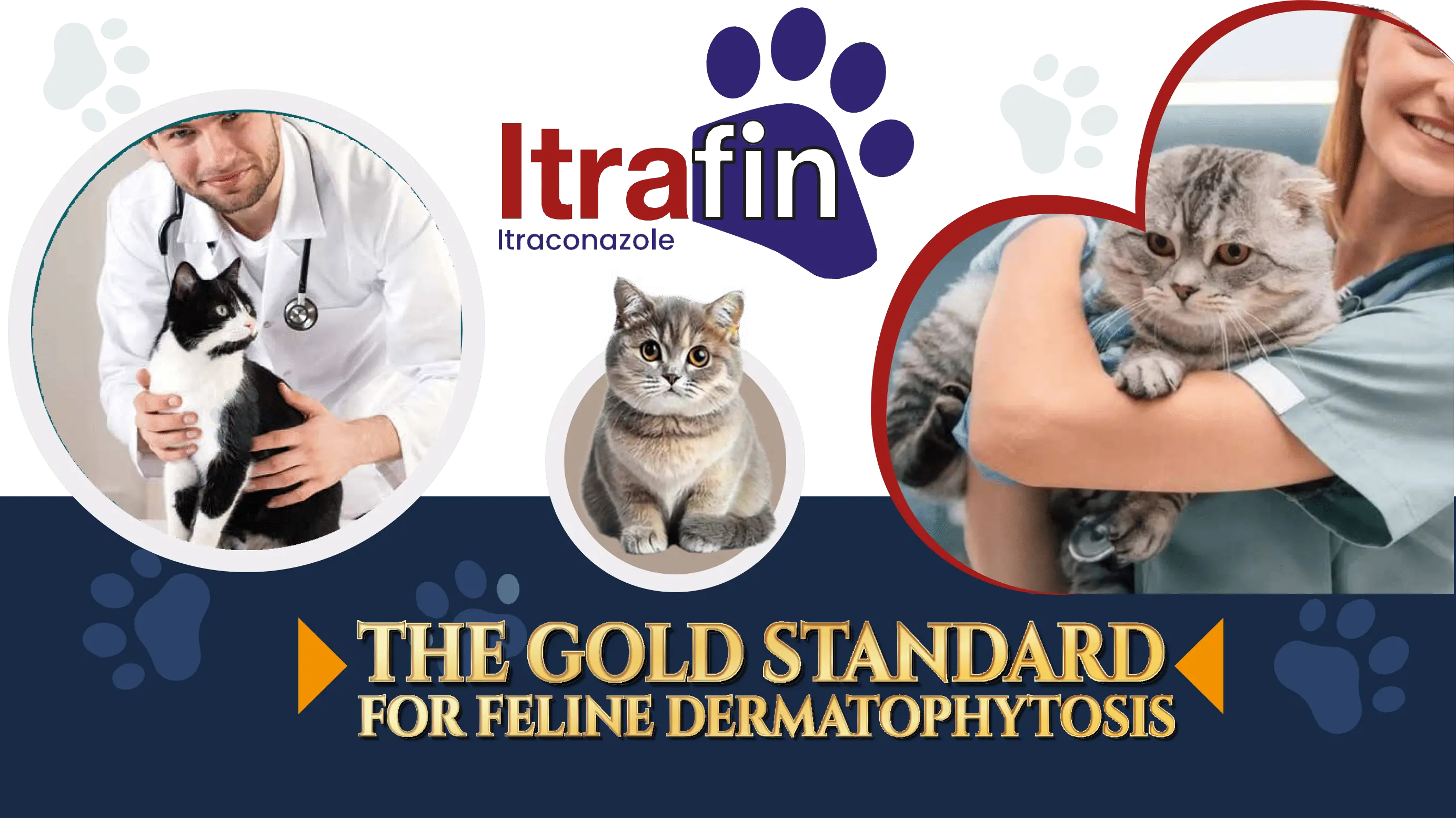 THE GOLD STANDARD FOR FELINE DERMATOPHYTOSIS
